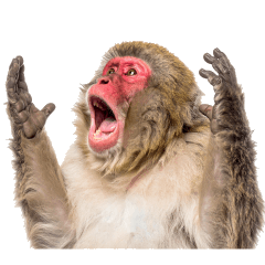 Reactions of Japanese Monkeys