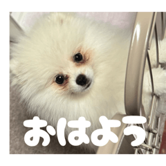 Pomeranian Lily's Daily Life