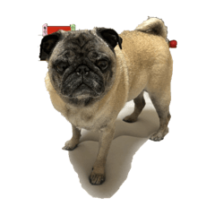 pug pug_20251201133005