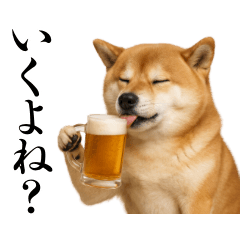 shibainu alcohol everyday