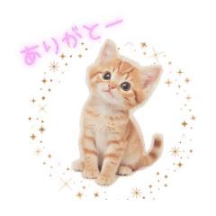 A cute kitten stickers