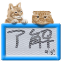 Asukabe's real fluffy cat