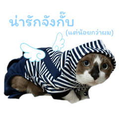 Sunny the expressive cat