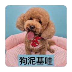 皮皮的「台灣狗語」日常