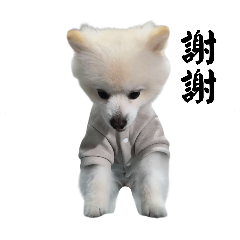 治癒小狗的日常