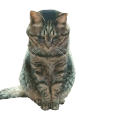 omochi_20251201145053