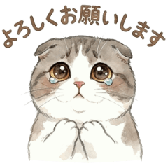 Everyday Fluffy Cats for Daily Chats