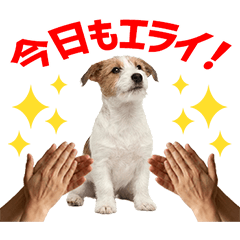 Jack Russell Terrier Daily Caring