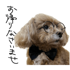 Toy Poodle Dandy: Butler Edition