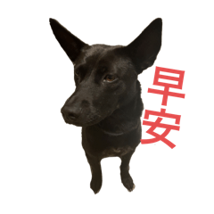 黑狗妞妞日記