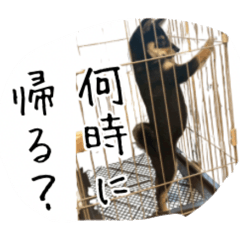 mameko_20251201231840