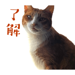 yuka_20251201214746