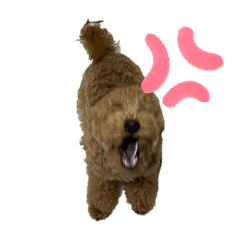 Bearcub2
