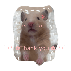 kinako_20251201222229