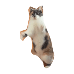 ringo_20251202115009