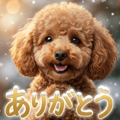 [Everyone has one] Winter Toy Poodle