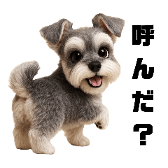 Together with Schnauzer Today