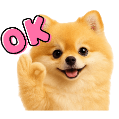 Together with My Pomeranian today