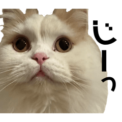 WARUGAKI is SHIITAKE