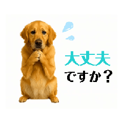 golden retriever thoughtfulness