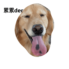 golden retriever2