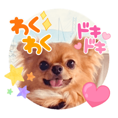 くち黒いチワワのぽてお