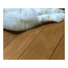 kaori_20251202161323