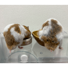 wakana_20251202185826