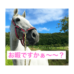 pefect day for horse