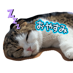 shiho_20251202175023