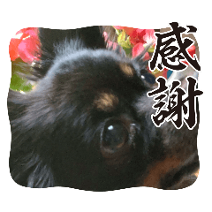 ハ　ウ　オ　リ