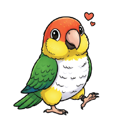 นกไวท์บิลลี่ไคท์ (White-bellied Caique)