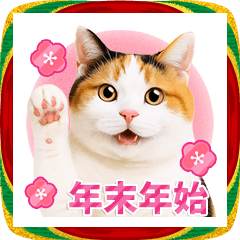 かわいい猫写真♪お正月・年賀 2026