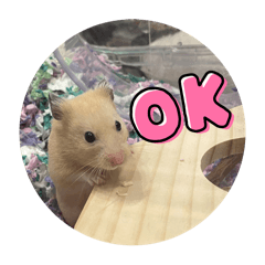 Happy_20251201165635