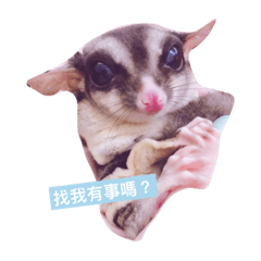 蜜袋鼯小飛的公主生活