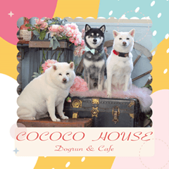 cococodogs