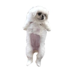 MOCHI_20251203023103