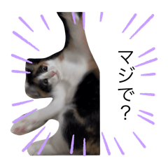 Sakura_20251203064625