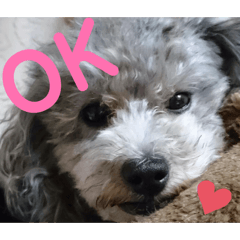 SAKURA_20251203051951