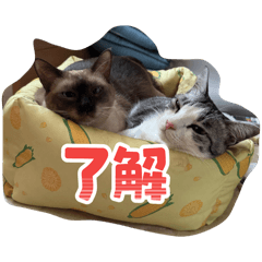 hinaco_20251203110601