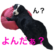 Bernese Mountain Dog!!!