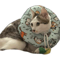 The 牛 — 結紮版