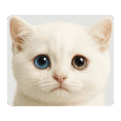 Animated Cats: 100 Expressions