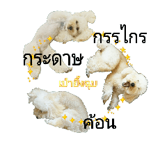 Poodle's rock-paper-scissors(Thai)
