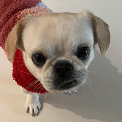 呂秘魯那什麼臉