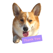 corgi's daily