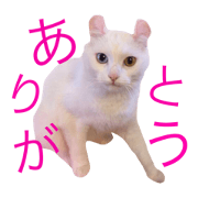 poyaji