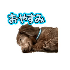 Koko_20251203175623