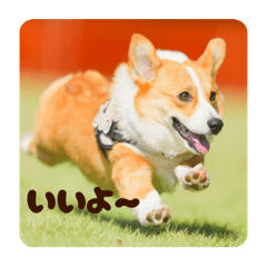 Tommy_20251203161149