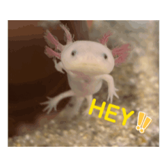 Maple_20251204002417